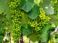 Green wine grapes swelling on the vine.