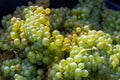 Green wine grapes. Vineyard agriculture, winery and farming concept Royalty Free Stock Photo