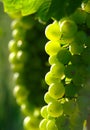 Green Wine Grapes In Vineyard Royalty Free Stock Photo