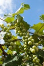 Green Wine Grapes Royalty Free Stock Photo