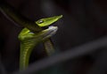 Green wine snake eating another snake