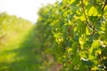 Green wineyard background Royalty Free Stock Photo