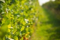 Green wineyard background Royalty Free Stock Photo