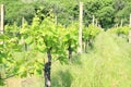 Wineyard on Moravia Royalty Free Stock Photo