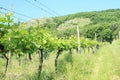 Wineyard on Moravia Royalty Free Stock Photo