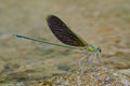 Green wing damselfly