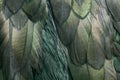 Green wing feathers of Common shag