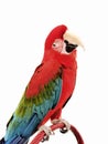 Green Wing Macaw 120