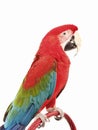 Green Wing Macaw 121