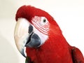 Green Wing Macaw Royalty Free Stock Photo