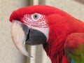 Green Wing Macaw 2 Royalty Free Stock Photo