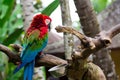 Green Wing Macaw Royalty Free Stock Photo
