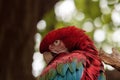 Green wing macaw Ara chloropterus Royalty Free Stock Photo