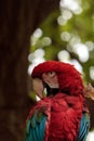 Green wing macaw Ara chloropterus Royalty Free Stock Photo