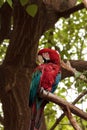 Green wing macaw Ara chloropterus Royalty Free Stock Photo