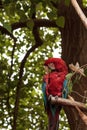 Green wing macaw Ara chloropterus Royalty Free Stock Photo