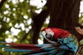 Green wing macaw Ara chloropterus Royalty Free Stock Photo