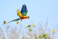 Green wing macaw flying with blue sky background Royalty Free Stock Photo