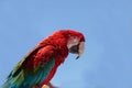 Green wing Macaw parrot bird Ara chloropterus Royalty Free Stock Photo