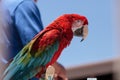 Green wing Macaw parrot bird Ara chloropterus Royalty Free Stock Photo