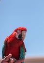 Green wing Macaw parrot bird Ara chloropterus Royalty Free Stock Photo