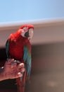 Green wing Macaw parrot bird Ara chloropterus Royalty Free Stock Photo