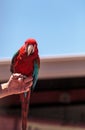 Green wing Macaw parrot bird Ara chloropterus Royalty Free Stock Photo