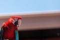 Green wing Macaw parrot bird Ara chloropterus Royalty Free Stock Photo