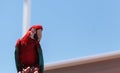 Green wing Macaw parrot bird Ara chloropterus Royalty Free Stock Photo