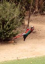 Green wing Macaw parrot bird Ara chloropterus Royalty Free Stock Photo