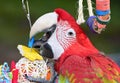 Green Wing Macaw Royalty Free Stock Photo