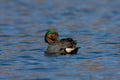 Green Wing Teal