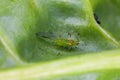 Green winged aphid on a spinach leaf in the garden Royalty Free Stock Photo