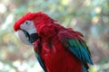 Green-winged macaw Royalty Free Stock Photo