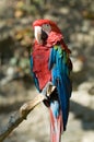 Green-winged macaw Royalty Free Stock Photo