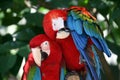 Green - Winged Macaw