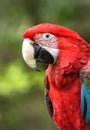 Green-Winged Macaw Royalty Free Stock Photo