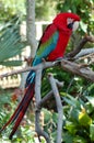 Green Winged Macaw Royalty Free Stock Photo