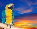 Green-winged macaw against sunrise Royalty Free Stock Photo