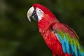 A green-winged  macaw Ara chloroptera. Close up Royalty Free Stock Photo