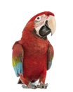 Green-winged Macaw, Ara chloropterus, 1 year old