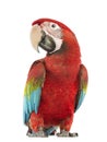 Green-winged Macaw, Ara chloropterus, 1 year old