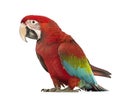 Green-winged Macaw, Ara chloropterus, 1 year old Royalty Free Stock Photo