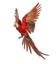 Green-winged Macaw, Ara chloropterus, 1 year old, flying Royalty Free Stock Photo