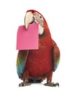 Green-winged Macaw, Ara chloropterus, 1 year old, holding a pink card in its beak, a post-it