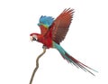Green-winged Macaw, Ara chloropterus, 1 year old, perched on branch