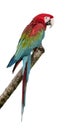 Green-winged Macaw - Ara chloropterus (18 months) Royalty Free Stock Photo