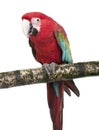 Green-winged Macaw - Ara chloropterus (18 months)