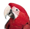 Green-winged Macaw - Ara chloropterus (18 months) Royalty Free Stock Photo
