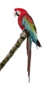 Green-winged Macaw - Ara chloropterus (18 months) Royalty Free Stock Photo